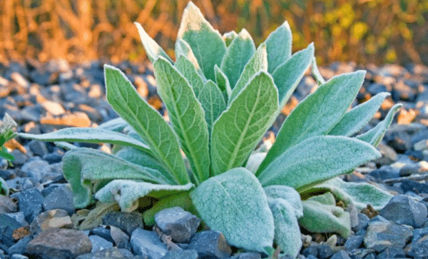 Mullein (Verbascum Thapsus!)