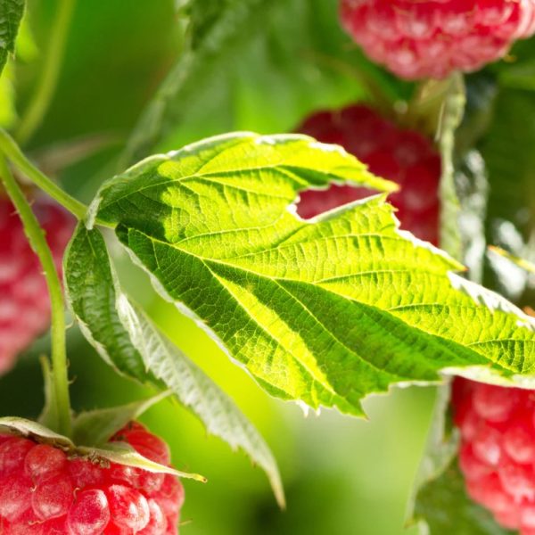 Raspberry Leaf